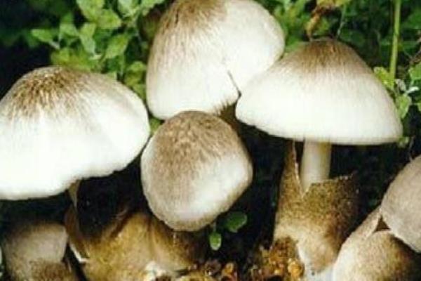 草菇栽培培养料如何配方