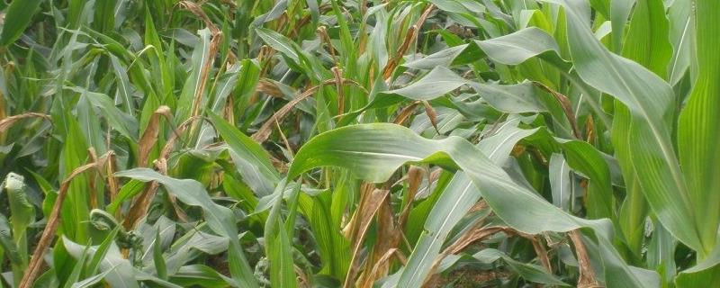 玉米穗腐病是什么原因造成的,如何有效防治