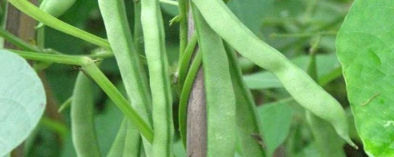 四季豆病害诊断图片疾病名称,如何防治