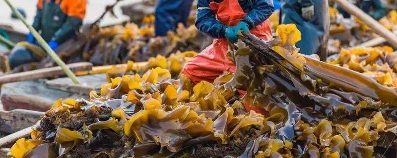 我国养殖海带的主要优势,主要制约因素是什么