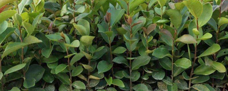 油茶种植管理技术,树苗什么时候种植好