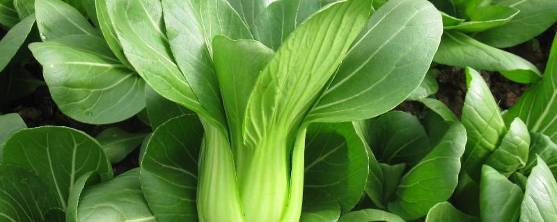 硝酸铵钙的使用方法,注意事项