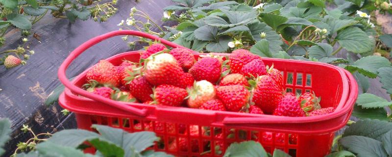 草莓铺地膜有什么技巧,用几丝的好