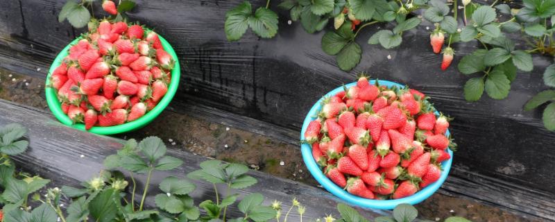 如何让草莓苗变的矮壮，什么时候打矮壮素合理
