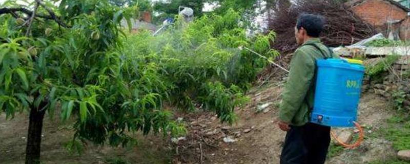 调环酸钙控旺效果,多长时间有效