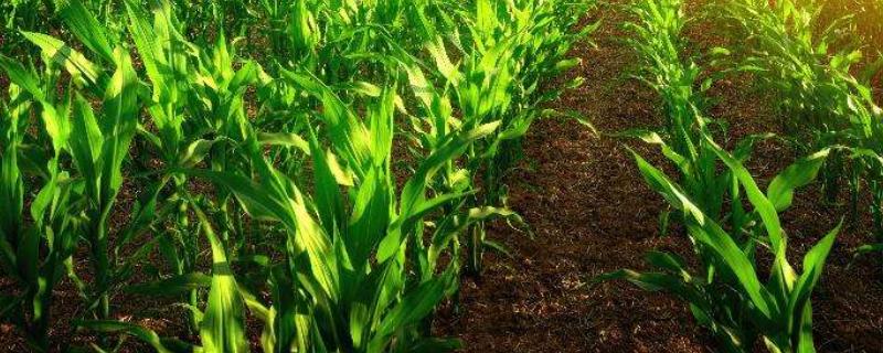 间行种植是什么意思,杂交还是自交?好处是什么