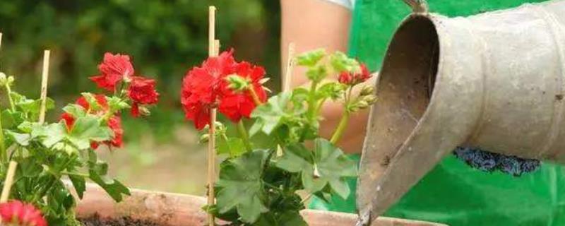尿液发酵多久可以施肥,怎么发酵?可以当浇花的肥料吗?