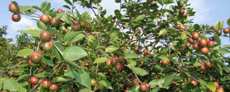 油茶树一亩能产多少油,10亩油茶树一年多少利润