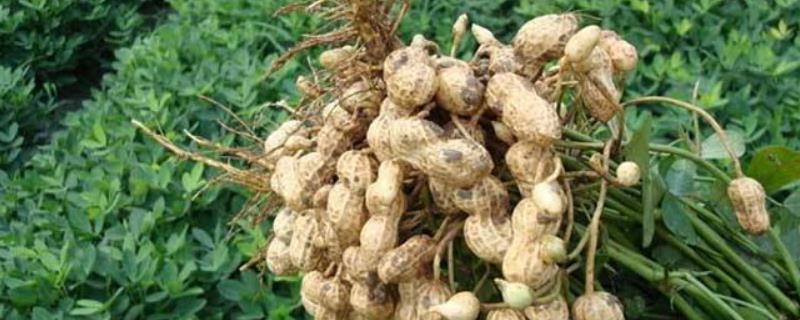 花生中后期管理要点,后期用啥药不落叶