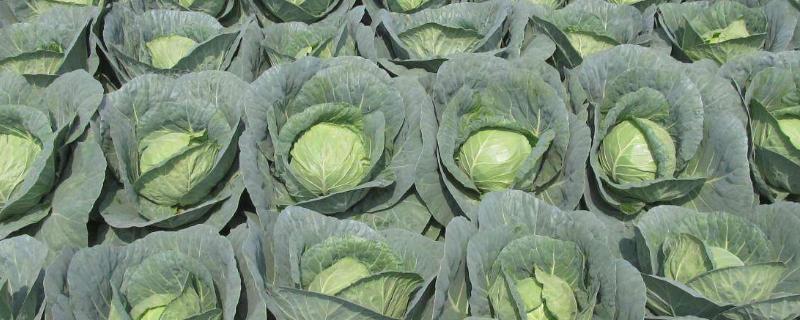 大头菜怎么卖,是什么菜