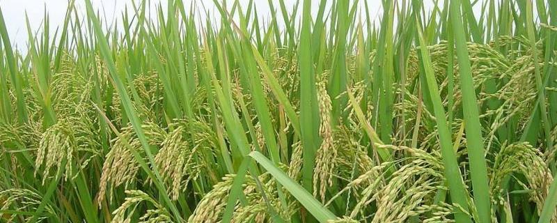 水稻钻心虫特效杀虫剂,什么时候打比较好