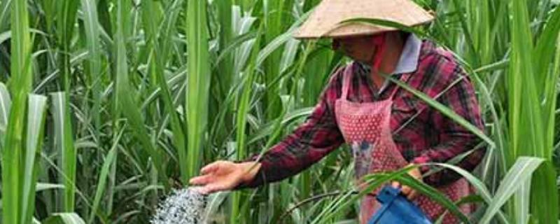 平衡肥料的功效与作用,什么时候用