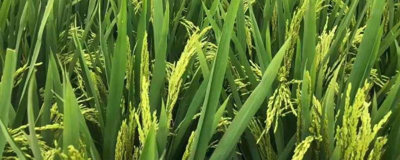 水稻稻飞虱特效杀虫剂,什么时候打比较好