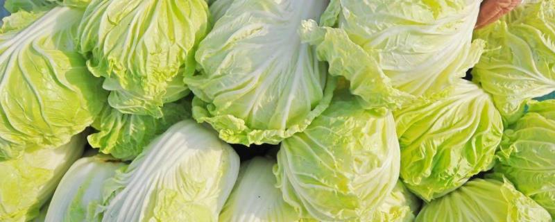 大白菜种植时间和方法,亩产量一般是多少公斤