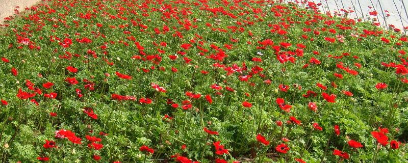 磷酸二氢钾适合哪些植物 怎么用,使用注意事项