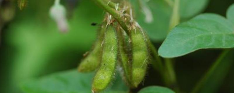 大豆结荚期打什药高产,管理措施有哪些