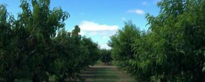 苯醚甲环唑加吡唑醚菌酯功效,在果树上能混用吗