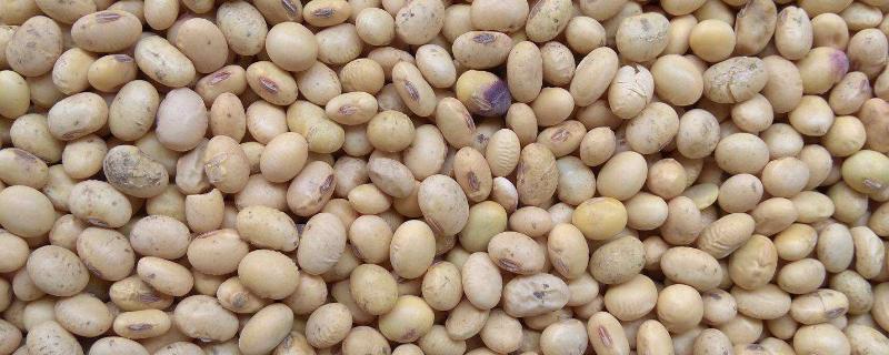中黄大豆品种哪个产量高,有多少个品种