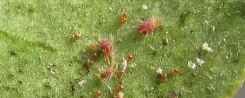 哒螨灵主要杀什么虫,有杀卵的作用吗
