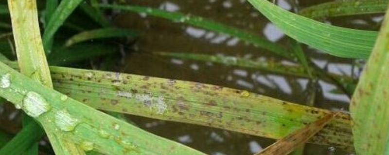 水稻细菌性褐斑病用什么药,症状是什么