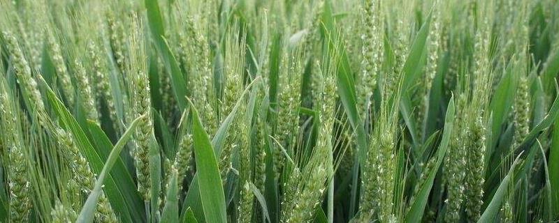 什么时候播种小麦合适,什么小麦种子高产,又抗寒,抗旱