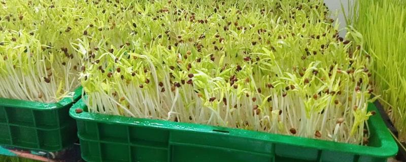 大棚芽苗菜种植技术,种植的基本工具是什么