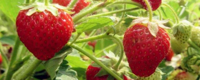 草莓现蕾期冲什么肥，什么时候冲施磷酸二氢钾