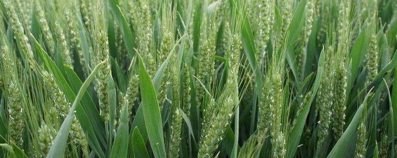 什么季节种小麦最合适,冬小麦一亩种多少斤