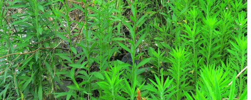 甲禾灵除草剂作用,使用方法