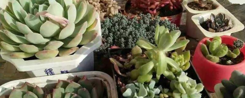 大棚种植多肉从哪进货,大棚多肉夏天怎么度过