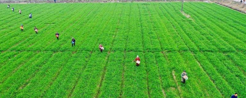 苗后除草剂能和杀虫剂混用吗,可以互相代替使用吗