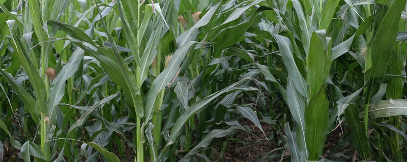 玉米抽穗期要施什么肥