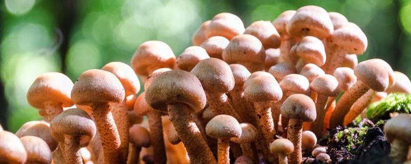 种蘑菇怎么种植方法,为什么共生型蘑菇难以人工栽培