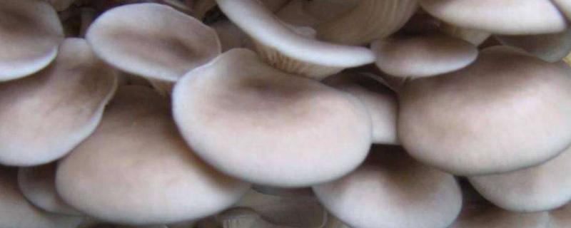 平菇刚出菇敢喷水吗,附出菇期管理注意事项