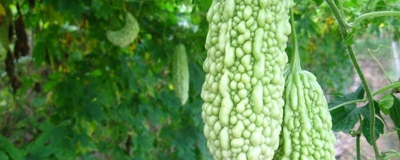 小满吃什么蔬菜,适合种什么蔬菜