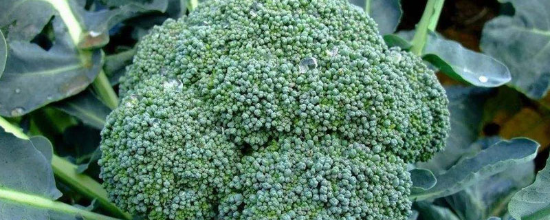 露天西兰花施肥种植管理技术,如何施肥