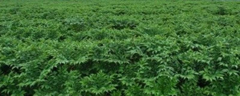 魔芋种植10亩利润是多少,种植10亩的成本分析