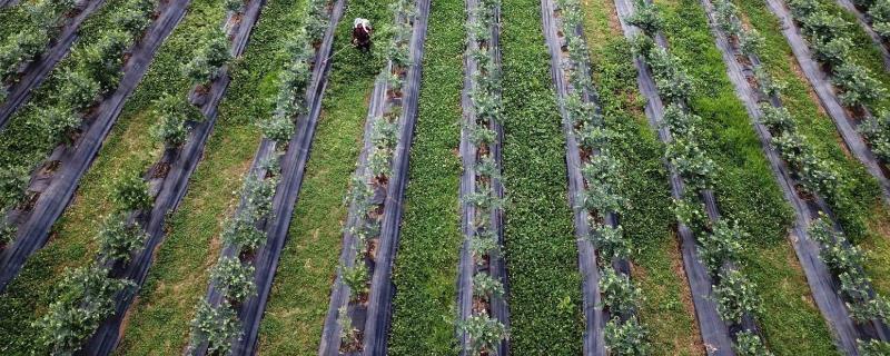 果树种植距离是多少,新栽果树树坑里怎样施底肥?