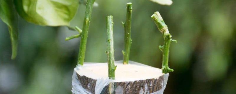 果树什么时候嫁接成活率高,缺锌容易发生在什么时候?