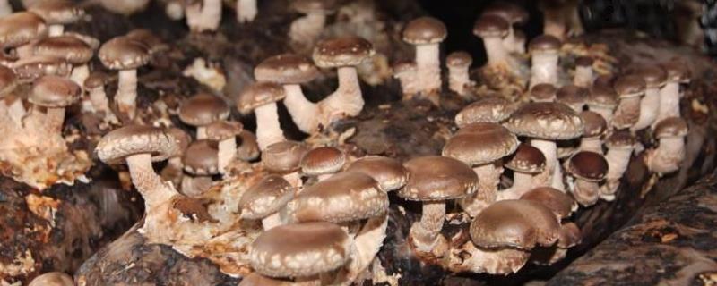 食用菌种类,菌种哪里购买