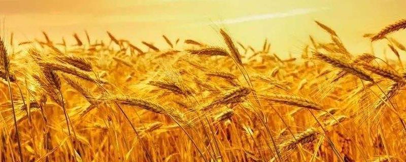 干热风对小麦危害的关键时期是什么期,小麦死的原因是什么