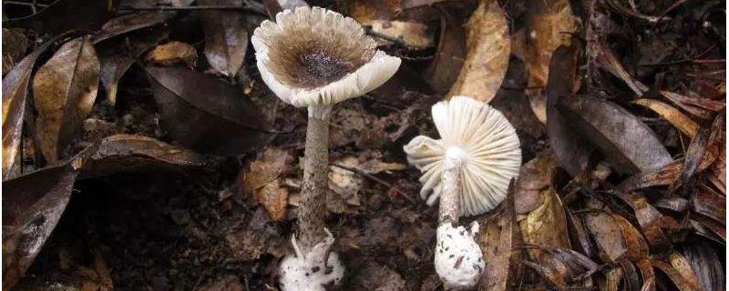 菌子的种类,菌种保藏的方法