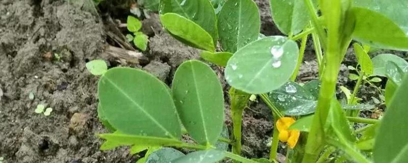 黄豆开花能打除草剂吗,雨后多久可以打除草剂