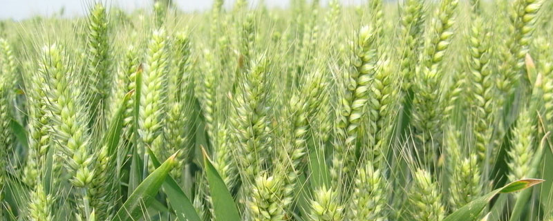 小偃系列小麦品种主要是小麦和什么杂交，哪个小麦品种产量高