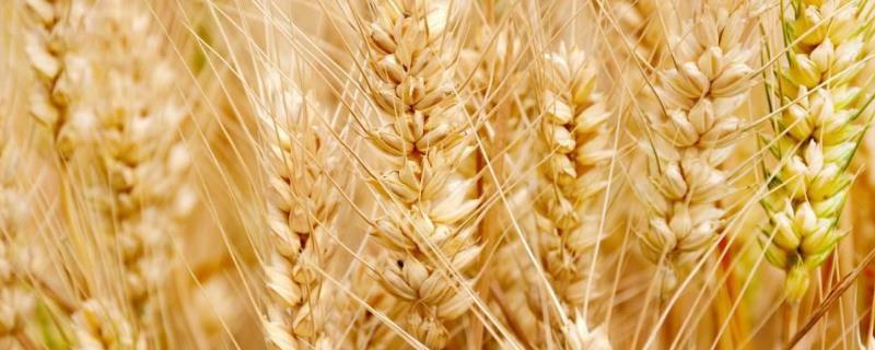 北方小麦几月份收割，一年收几次？收完后还能种什么？
