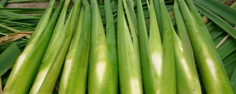 练塘茭白上市时间,如何科学种植