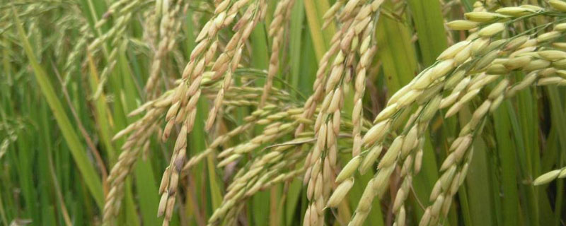 水稻叶卷曲是什么原因