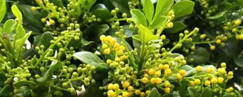 硼肥在花期的使用方法,缺硼的土壤适合种什么