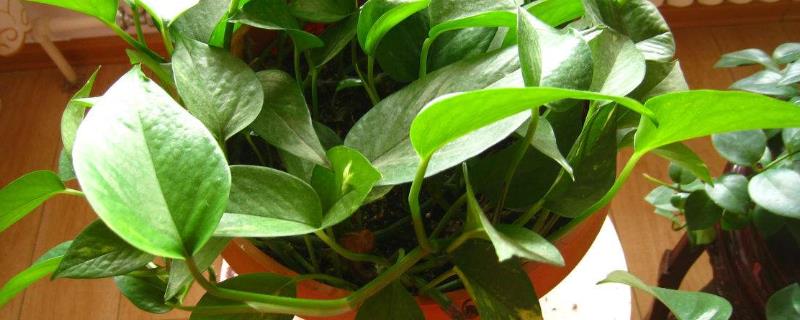 绿箩需要偶尔晒晒阳光么,发黄要怎么办