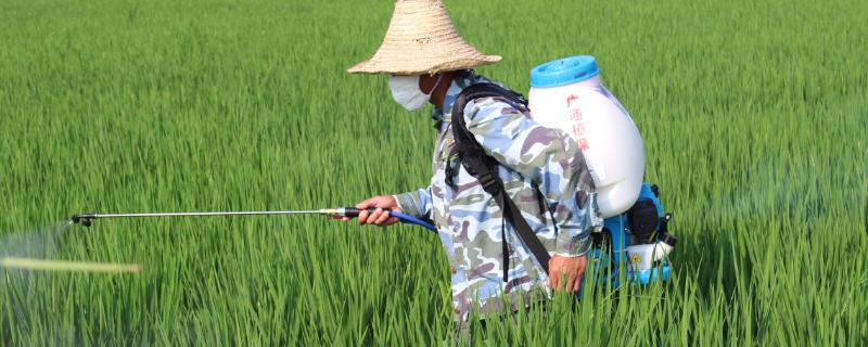 稻纵卷叶虫用什么药最有效,什么时候防治效果好